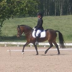 Anden særlig race Tamara *solgt*