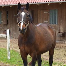 Dansk Varmblod Shetan