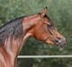 Arabisk fuldblod (OX) A.F. Escada