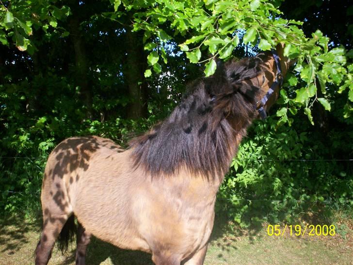 Anden særlig race Tino (solgt) - de smager nu godt billede 1