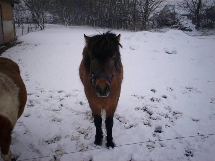 Anden særlig race Tino (solgt) billede 2