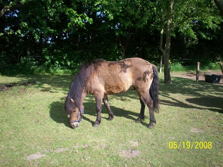 Anden særlig race Tino (solgt) billede 3