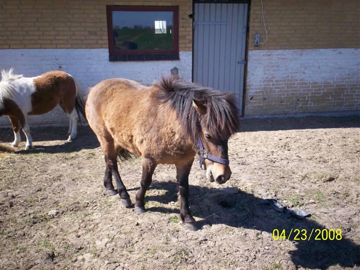 Anden særlig race Tino (solgt) billede 4