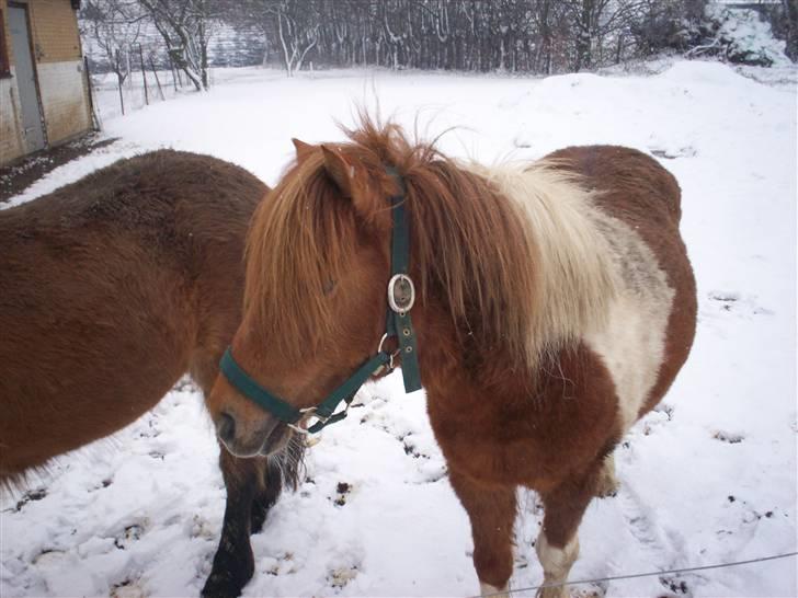 Shetlænder Freja (solgt) billede 1