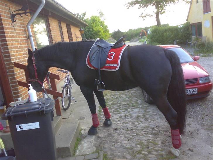 Oldenborg Frederikke Af Hvorvarp - Efter aftentur d. 30/5-08.. Lidt træt er man vel;) billede 11