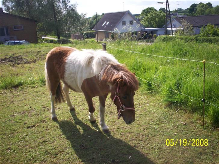 Shetlænder Freja (solgt) billede 2