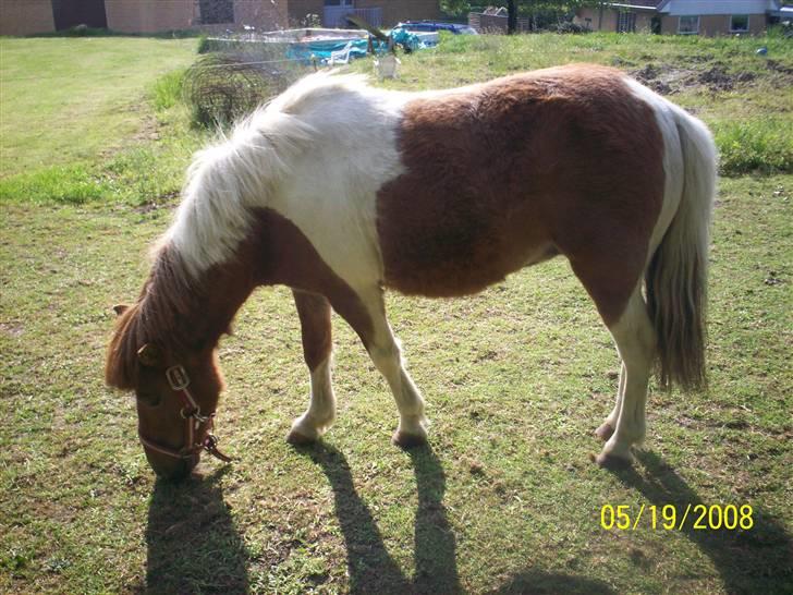 Shetlænder Freja (solgt) billede 3