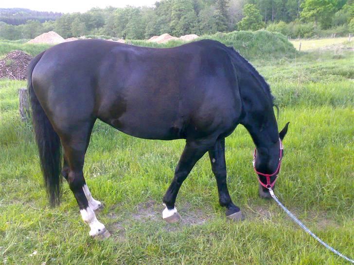 Oldenborg Frederikke Af Hvorvarp - Og på vej til fold.. Ja så fik den tykke lige jordforbindelse*G* Græsset var alt for uimodståeligt;)) billede 13