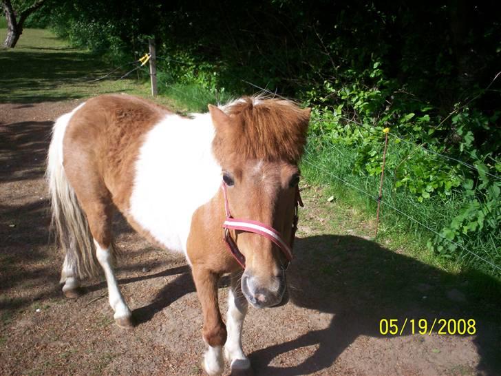 Shetlænder Freja (solgt) billede 4