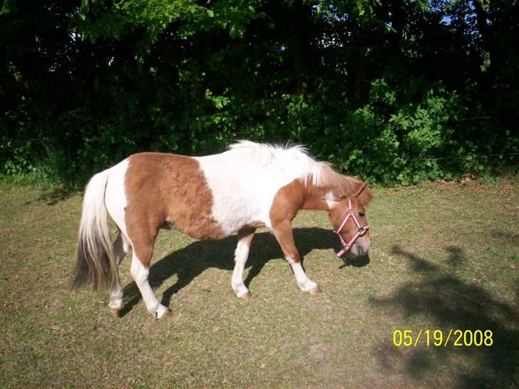 Shetlænder Freja (solgt) billede 5