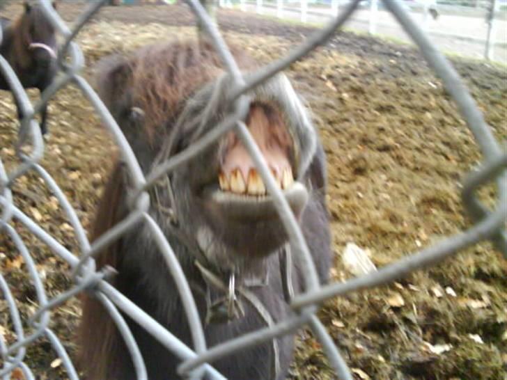 Anden særlig race Blackie *R.I.P*  - Velkommen til Blackie´s profil. Tag gerne et smil på vejen :D billede 1