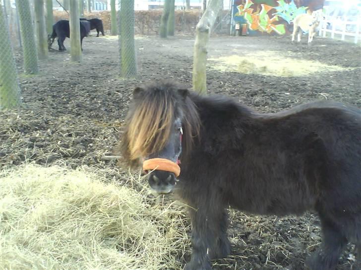 Anden særlig race Blackie *R.I.P*  - På fold vinter 07. Taget af: Mig billede 2