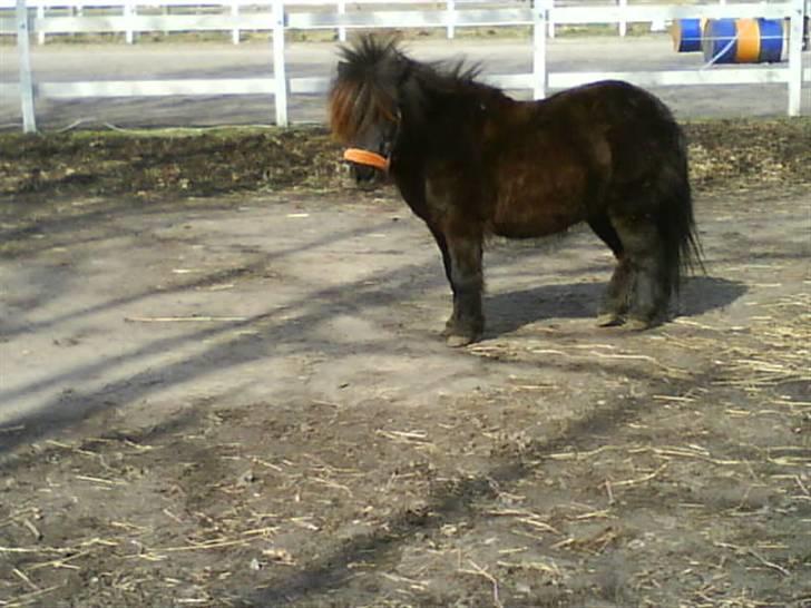 Anden særlig race Blackie *R.I.P*  - På fold igen forår 08. Taget af: Mig billede 4