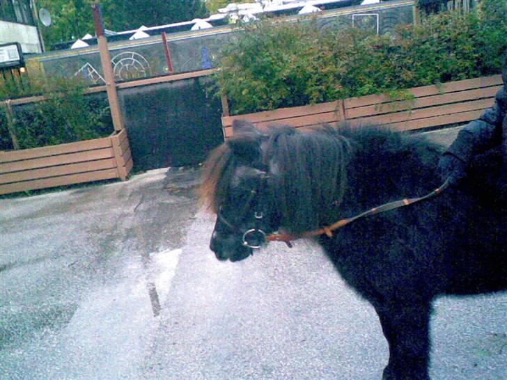 Anden særlig race Blackie *R.I.P*  - Inden vi skulle ud og ride vinter 07. Taget af: Mig billede 5