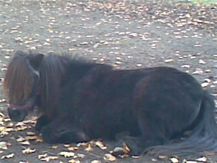 Anden særlig race Blackie *R.I.P*  - Ligger og slpper  på folden. Taget af: Mig billede 6