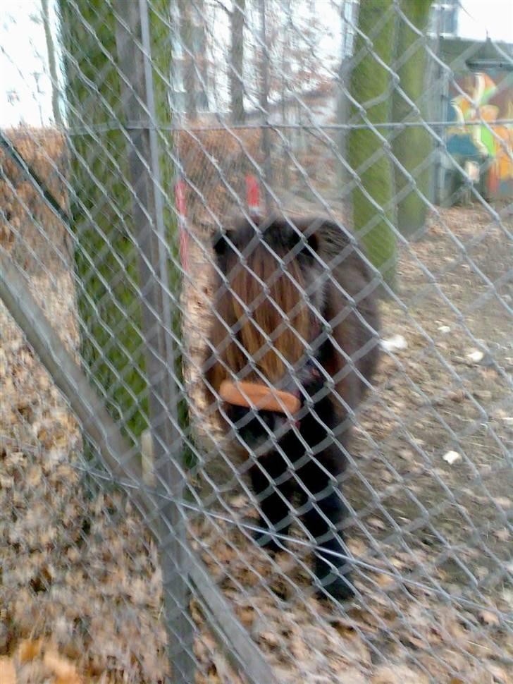 Anden særlig race Blackie *R.I.P*  billede 7