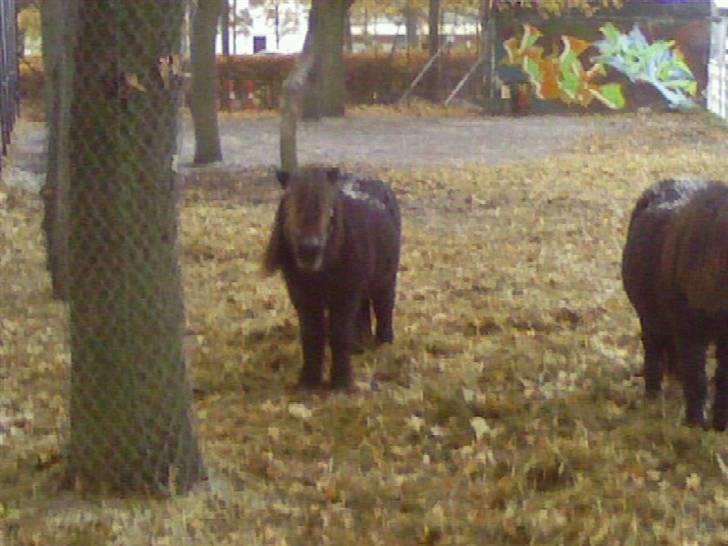 Anden særlig race Blackie *R.I.P*  billede 8