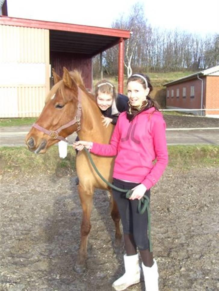 Anden særlig race  † Gaya - kort tid efter ankomst til Bakkely billede 2