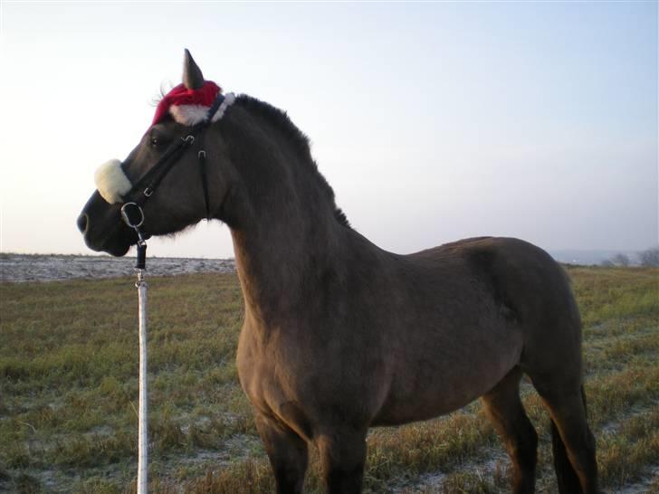 Anden særlig race Jannerupgård's Felix <3 billede 11