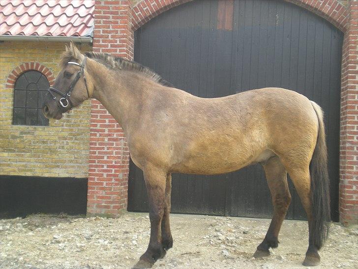 Anden særlig race Jannerupgård's Felix <3 billede 12