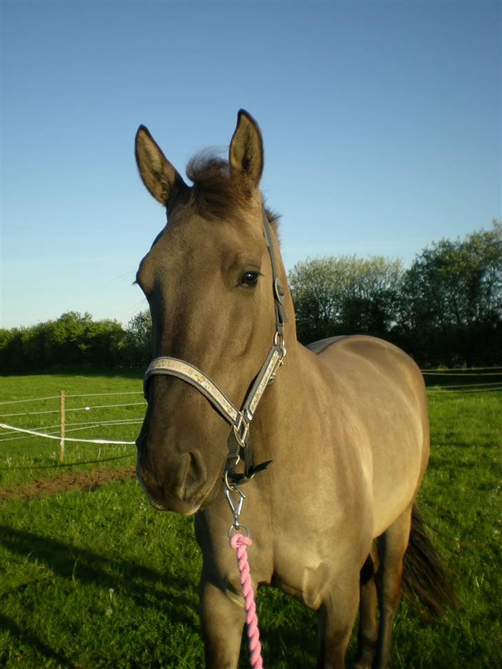 Anden særlig race Jannerupgård's Felix <3 billede 13
