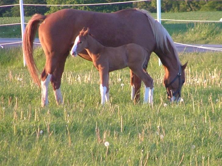 Holstener Jaqueline billede 6