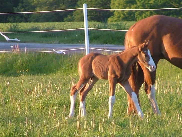 Holstener Jaqueline billede 7