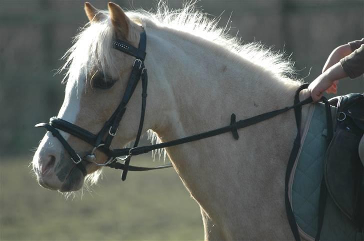 Welsh Mountain (sec A)  Blanding, Flicka - Dér havde hun mistet lidt af sin gyldnefarve ;D Men den er kommet igen ;D billede 1
