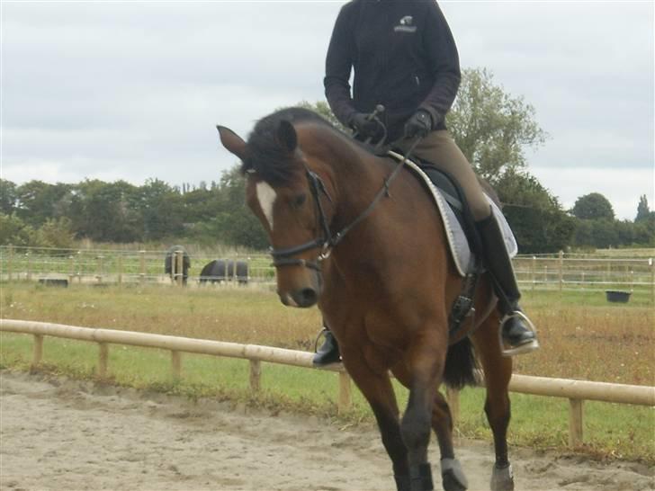 Belgisk varmblod Thibau  ( solgt ) billede 18