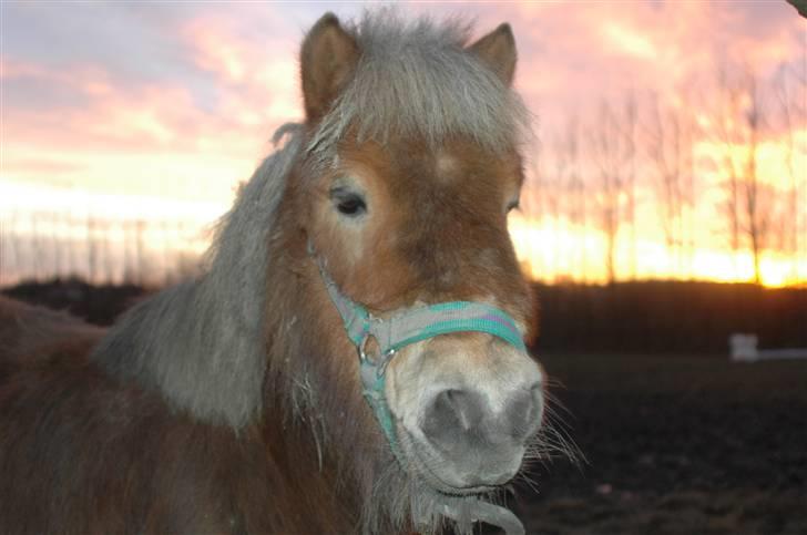 Shetlænder Molly - Smukke Molle, som vi kalder hende ;D billede 1