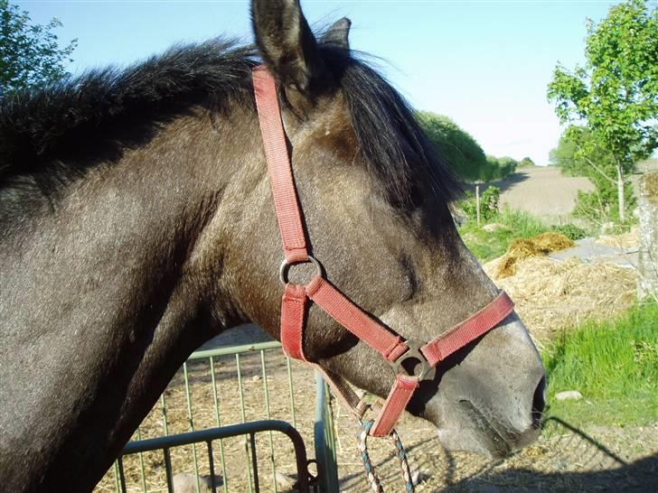Anden særlig race Playboy comet. solgt billede 1