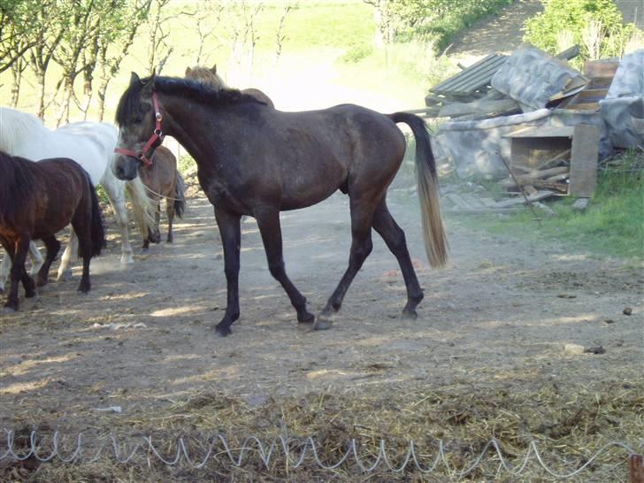 Anden særlig race Playboy comet. solgt billede 2