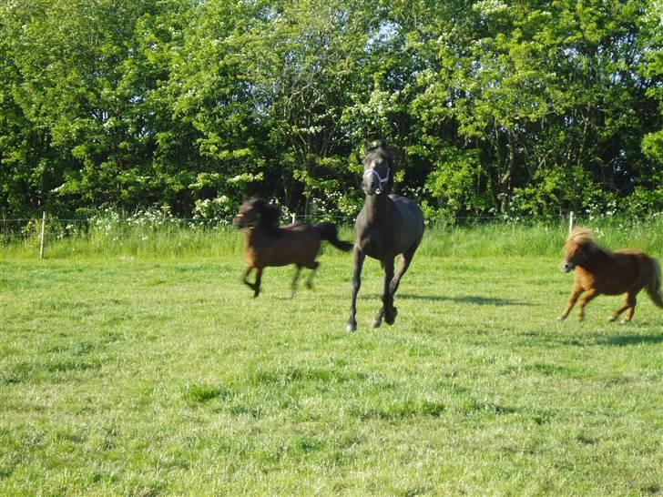 Anden særlig race Playboy comet. solgt - Her løber de og leger billede 3