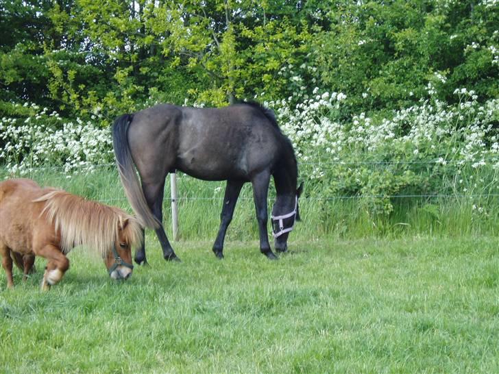 Anden særlig race Playboy comet. solgt - Her er Playboy og hans bedste ven Rafael. billede 4