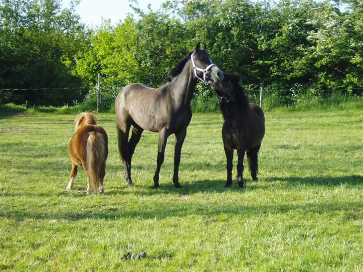 Anden særlig race Playboy comet. solgt billede 5