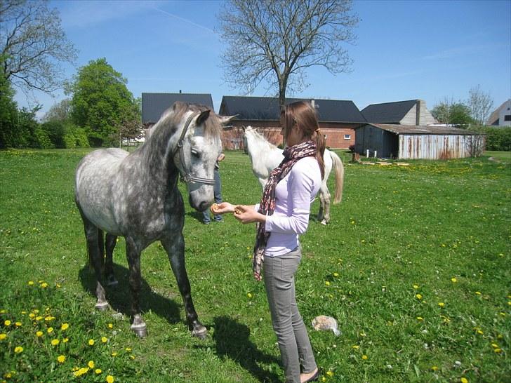 Tysk Sportspony Varin Solgt - Besøger min dejlige gamle pony  billede 12