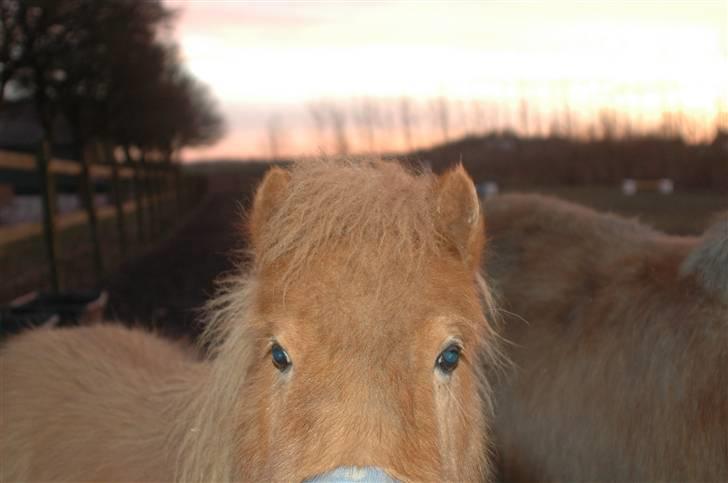 Shetlænder Snuske (givet væk) - Snus´ Smukke Øjne ! billede 2