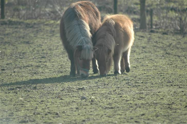 Shetlænder Snuske (givet væk) - Snuske, & hans mor Molly. billede 3