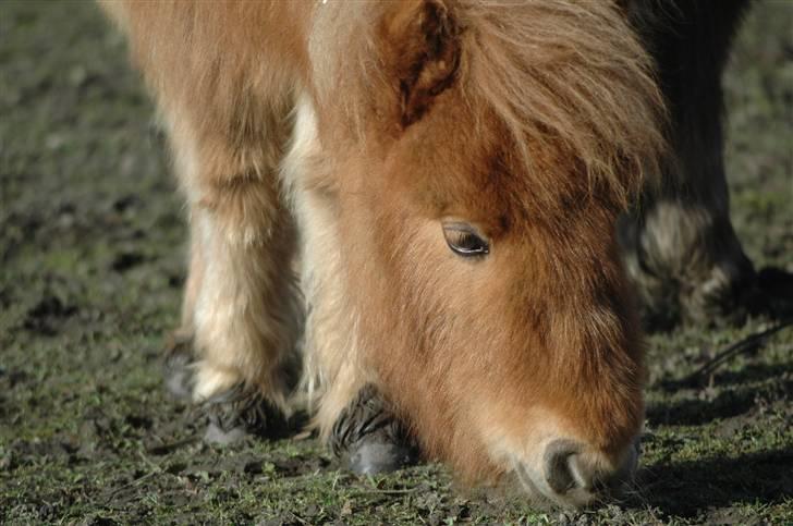 Shetlænder Snuske (givet væk) - Lækkert græs ! Mmmmm...! billede 4