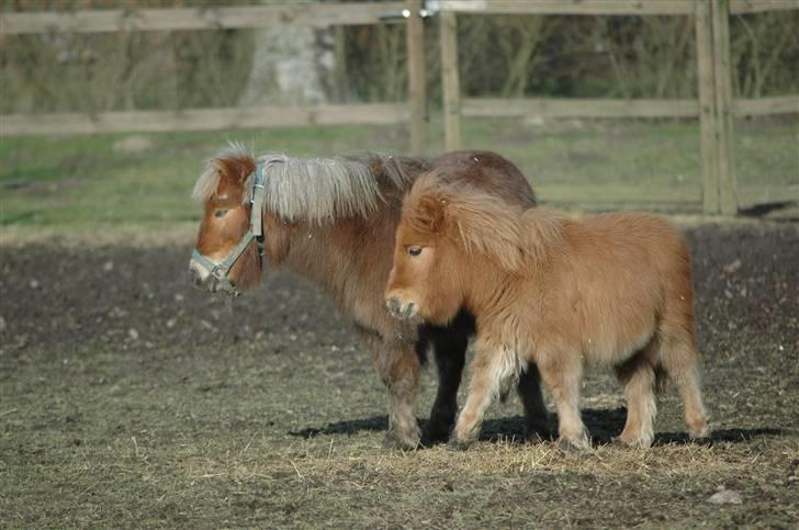 Shetlænder Snuske (givet væk) - Hee´ Molly & Snuske <3 billede 5