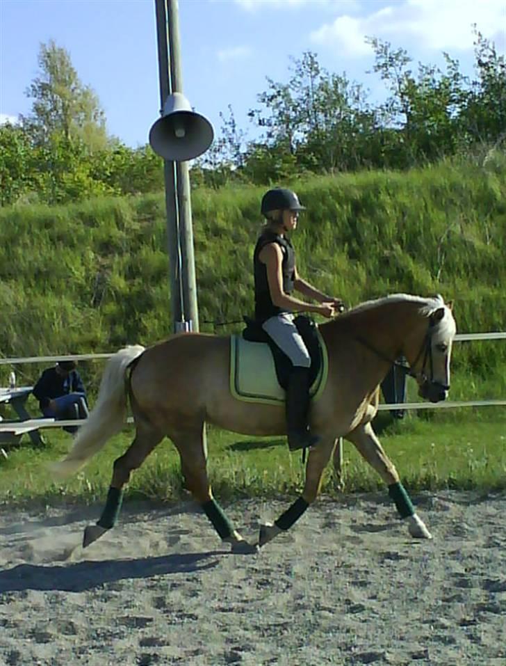Haflinger Meike - solgt -  billede 16