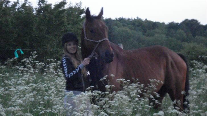 Fuldblod (XX) Tramal (Solgt) - Smukke hesti !!! billede 2