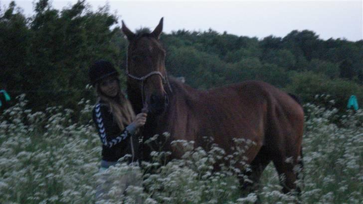 Fuldblod (XX) Tramal (Solgt) - Ude imellem alt ukruttet haha .. billede 3