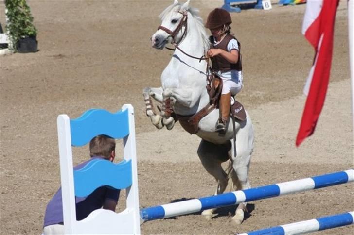 Anden særlig race Rævhalegårds Snowstar - Star til præmieoverrekkelse HIS, Star ville ikk have roset på. billede 1