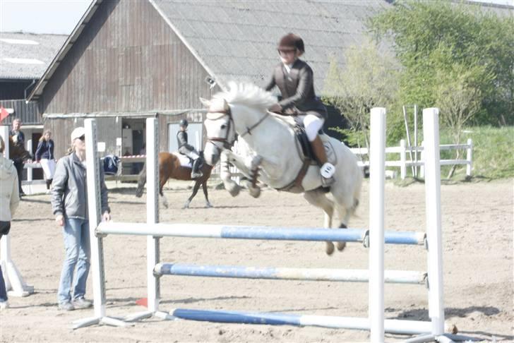 Anden særlig race Rævhalegårds Snowstar - På opvarmningen, vil altså ikk slå mig. :-) billede 2