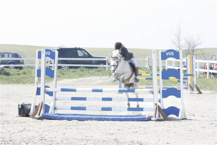 Anden særlig race Rævhalegårds Snowstar - på vandet, det er så let som en leg. billede 3