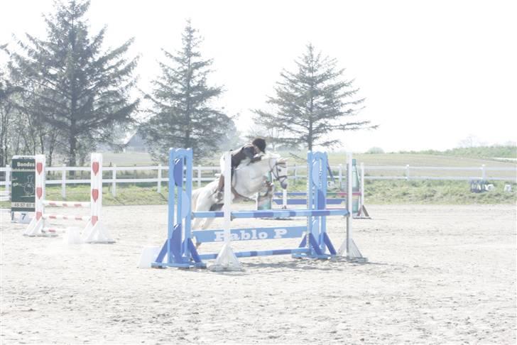 Anden særlig race Rævhalegårds Snowstar - På Helsinge til kval.´en til mesterskabet. billede 4