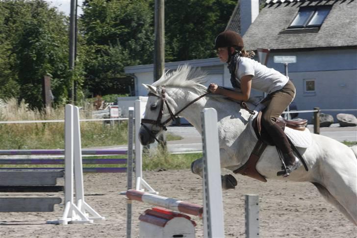Anden særlig race Rævhalegårds Snowstar - Lidt træning der hjemme. billede 5