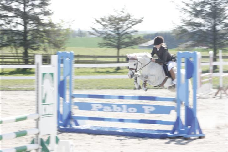 Anden særlig race Rævhalegårds Snowstar - I mesterskabet på vandet. billede 6