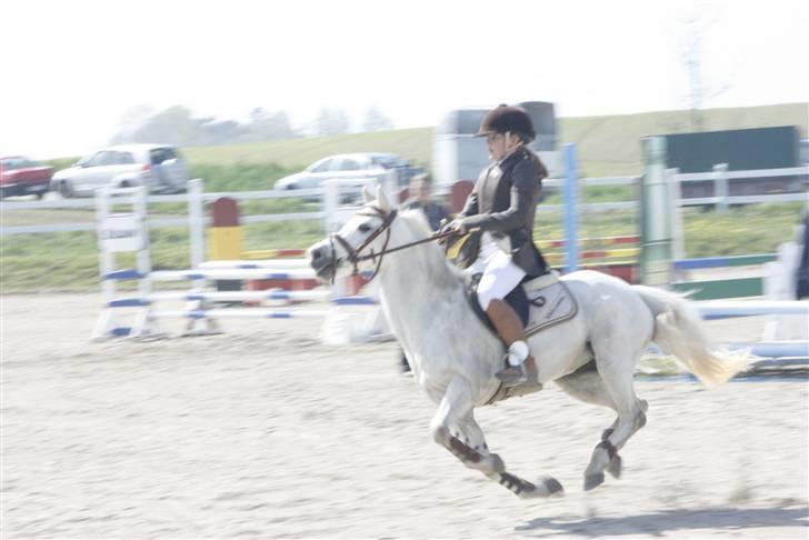 Anden særlig race Rævhalegårds Snowstar - Fuld fart frem. billede 7